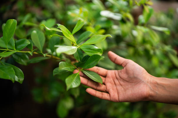 How Our Tree Care Process Works  in  Sleepy Hollow, CA