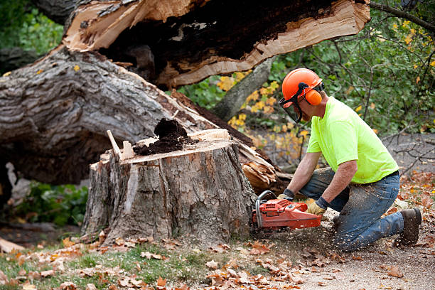 Reliable Sleepy Hollow, CA Tree Services Solutions